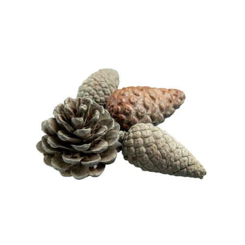 קליפת אורן ימי | Pine Bark Extract