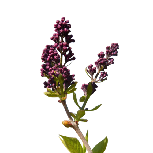 שיח אברהם (Vitex Agnus-Castus)